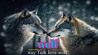 Why Turkish people use ''wolf'' as a sign of bravery | The king of jungle ''Wolf'' || Liaqat Raheem