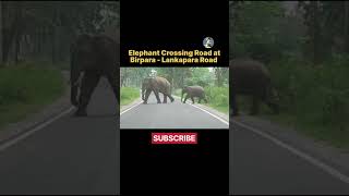 Elephant crossing road at Birpara - Lankapara Road, Jalpaiguri, West Bengal. Elephant. #shorts