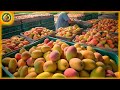 How Australian Farmers Produce 53.6 Millions Of Tons Of Mangoes 🥭 Farming Documentary