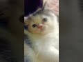 എനിക്ക് ഇതൊന്നും ഇഷ്ടല്ലാ😂 cat catvideos funny fundub funnyanimal cute cutebaby petlover