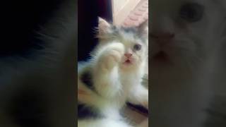 എനിക്ക് ഇതൊന്നും ഇഷ്ടല്ലാ😂 #cat #catvideos #funny #fundub #funnyanimal #cute #cutebaby #petlover