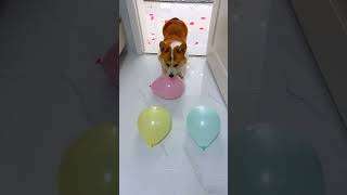 Tommy the dog is going to pop all the balloons #shorts #short #trending #funny #respect #reels #yt