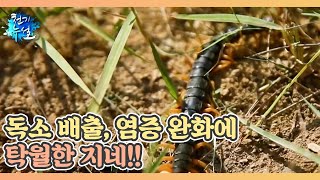 독소 배출, 염증 완화에 탁월한 지네!! MBN 230707 방송