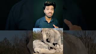 25 Years Of Friendship Broken By Death 💔 Heartbreaking Elephant Grief 😭 #shorts