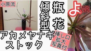 【よくわかる生け花】いけばな小原流 瓶花 傾斜型　赤芽柳　アカメヤナギ　ストック　ドラセナレインボー　の自宅稽古動画です。 始めよういけばな　レッスン！