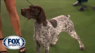 Jade, the German Shorthaired Pointer, wins the Sporting Group | FOX SPORTS