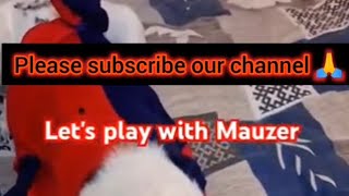 Let’s  play with  Naughty  Mauzer 🤯