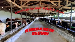 KURBANLIĞIN KAPAK ATMASI | KURBAN ALIRKEN DİKKAT EDİLMESİ GEREKENLER #KURBAN #HAYVANCILIK #ÇİFTLİK