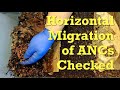 10 days of worm migration in 165-day ANC system - vermicompost