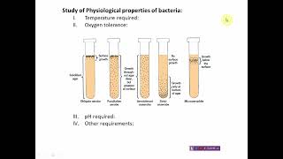 Identification scheme for unknown bacterium