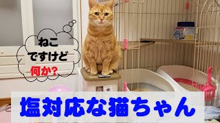 【塩対応】な猫ちゃん  / Sait-friendiy cat