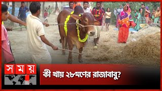 দিনাজপুরের সেরা গরু রাজা বাবু | Famous Cow of Dinapur | Rajababu | Somoy TV