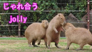 実はみんな仲が良い　(カピバラ劇場)　There are various capybaras  But everyone is on good terms