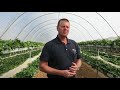 piñata farms substrate strawberry trial with berryworld variety