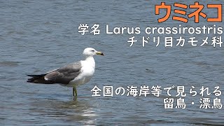 ウミネコ　◆学名 Larus crassirostris