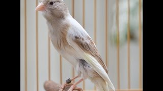 Playtube Pk Ultimate Video Sharing Website