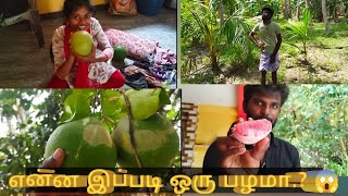 A day in our life☺️ | யாருக்குலாம் இந்த fruit தெரியும்.?🤔| Ranjith Abi Journey