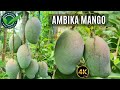 Ambika mango plant nursery | New Nursery West Bengal