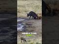 Kerbau vs Singa, Perlawanan Terakhir sang Mangsa #shortvideo #animals