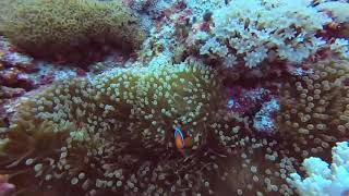 綠島 機場後花園 小丑魚超可愛的