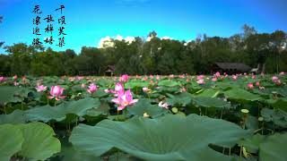 千顷芙蕖放棹嬉，花深迷路晚忘归 | 一日一诗一景