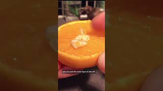 Grow Oranges at Home