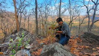 หาเก็บผักหวานป่าไฟไหม้ยอดอ่อนๆหน้าแลงบนภูเขาสูง!!มากPicking vegetables on the hill.