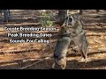 Coyotes Fighting and Breeding! All About Coyotes-QUICK CALLING TIP-Breeding Sound Sequence!