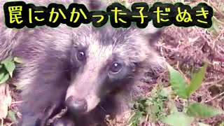 くくり罠『タヌキ＆アナグマの放獣』