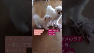 【パピー犬3ヶ月動画】仲良く遊ぶラテとポポ1003グラム　#マルチーズ　#仔犬　#子犬　#こいぬ 　#幼犬　#パピー犬　#生後3ヶ月　#maltese 　#dog 　#愛犬　#子犬の成長記録