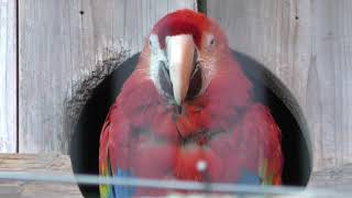 アカコンゴウインコ (東山動植物園) 2019年1月22日