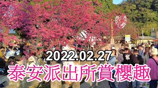 【2022賞櫻聖地】泰安派出所櫻花大爆發! 2022.02.27. 4k