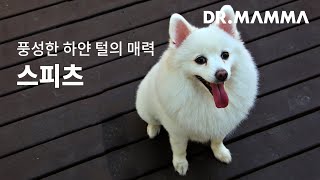 그런개 말입니다.. 재패니즈 스피츠 말입니다ㅣ닥터맘마 수의사팀