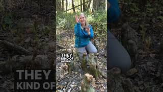 Check out these unique cypress tree roots #shortsfeed #shortsvideo #shorts