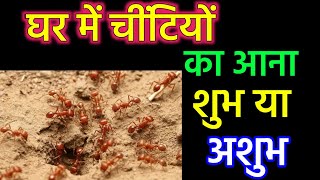 Vastu Tips ||  घर में चीटियों का आना शुभ या अशुभ जानो वीडियो में