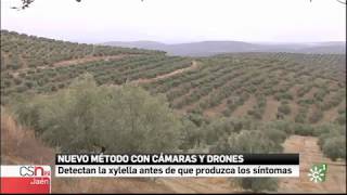 Detectan la xylella con cámaras y drones antes de que produzca los primeros síntomas