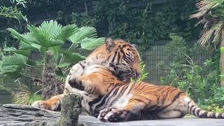 八木山動物公園   スマトラトラ   バユ