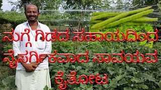 Natural farming in kannada ನುಗ್ಗೆ ಗಿಡದ ಸಹಾಯದಿಂದ ಸಾವಯವ ಕೈತೋಟ Rangu Kasturi