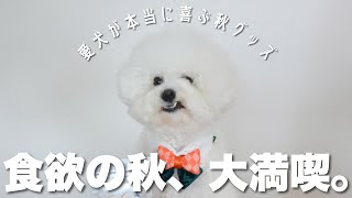 【Doggy Box 10月号】食欲の秋、遊びの秋を大満喫できる最強Box🍂愛犬の反応は...