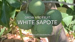 WHITE SAPOTE - GROWING AND FRUITING IN NORTHERN CALIFORNIA | Casimiroa edulis