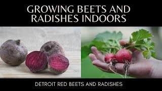 Growing Beets And Radishes Indoors With LED Lights, Is It Possible?  With 30 Day Progress Update