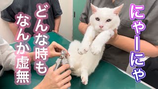 にゃーにゃのいつも。鳴き声も、爪切りも、点滴も、全部かわいい。【猫の慢性腎不全stage3の治療の考え方】