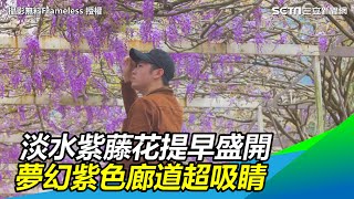 花期僅20天！淡水紫藤花提早盛開　夢幻紫色廊道超吸睛｜三立新聞網 SETN.com