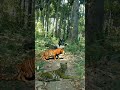 real tiger attack satakosia tiger reserve #tiger #chandanpradhan77 #viral #shorts