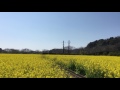 菜の花と青空　元気な百姓達の菜の花畑　2017年3月22日