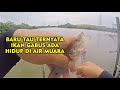 MANCING GABUS PASIR AIR MUARA/ASIN