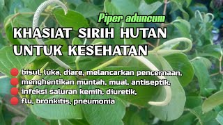 Manfaat Sirih Hutan untuk Kesehatan Tubuh : Diare, Infeksi Saluran Kemih, Bronhitis, Antiseptik