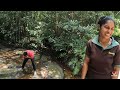 කන්නෙලිය වැසි වනාන්තරය kanneliya rain forest galle episode 10 spot on tour