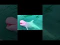 Animal World Records - The Pink Dolphin So Cute #shorts #animallover #animalshorts