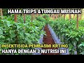 INSEKTISIDA & NUTRISI PEMBASMI DAUN CABE YANG KRITING , DISEBABKAN HAMA TRIP